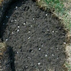 DCM Heteri-Guard - Aaltjes Tegen Engerlingen In Gazon - Voor 100 M² -Buitentuinverzorgings Winkel aaltjes tegen engerlingen 100 m 1540634989 2 600