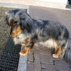 Dierenwerende Rasters - Anti-graven - Set Van 2 Stuks -Buitentuinverzorgings Winkel dierenwerende matten 1543585595 2 600