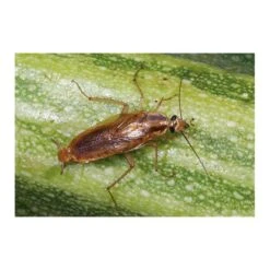 Kakkerlakkenval XL + Lokstof - Set Van 4 Stuks -Buitentuinverzorgings Winkel kakkerlakkenval xl lokstof 1499689639 3 600