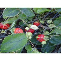 Tuinnet Grofmazig 5 × 5 M