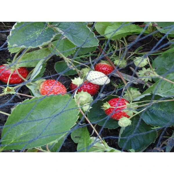 Tuinnet Grofmazig 5 × 5 M 1 Tuinnet Grofmazig 5 × 5 M